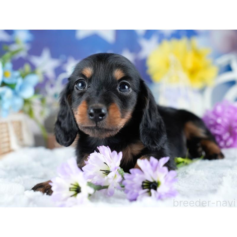 販売中の茨城県のミニチュアダックスフンド(ロングヘアード)-434836の5枚目