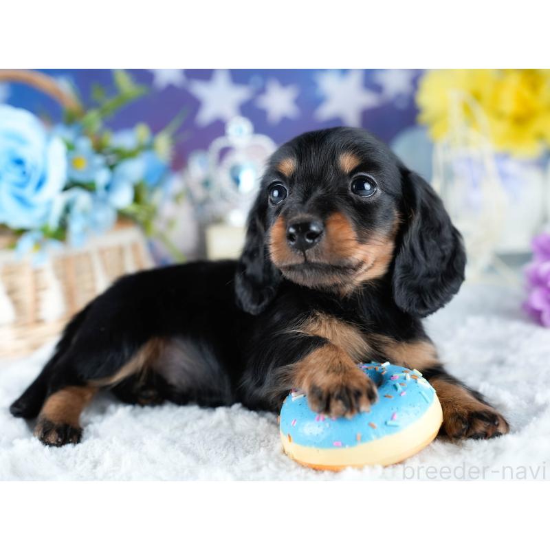 販売中の茨城県のミニチュアダックスフンド(ロングヘアード)-434836の4枚目