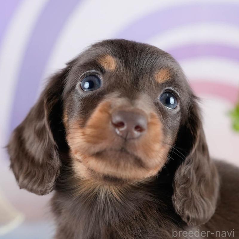 販売中の茨城県のミニチュアダックスフンド(ロングヘアード)-434823の9枚目