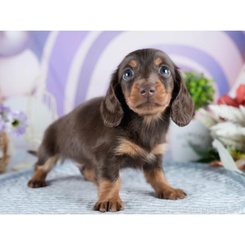 販売中の茨城県のミニチュアダックスフンド(ロングヘアード)-434823の8枚目