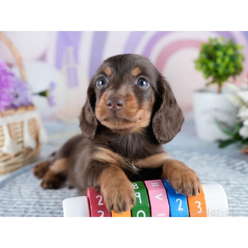 販売中の茨城県のミニチュアダックスフンド(ロングヘアード)-434823の7枚目