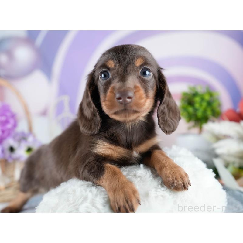 販売中の茨城県のミニチュアダックスフンド(ロングヘアード)-434823の6枚目