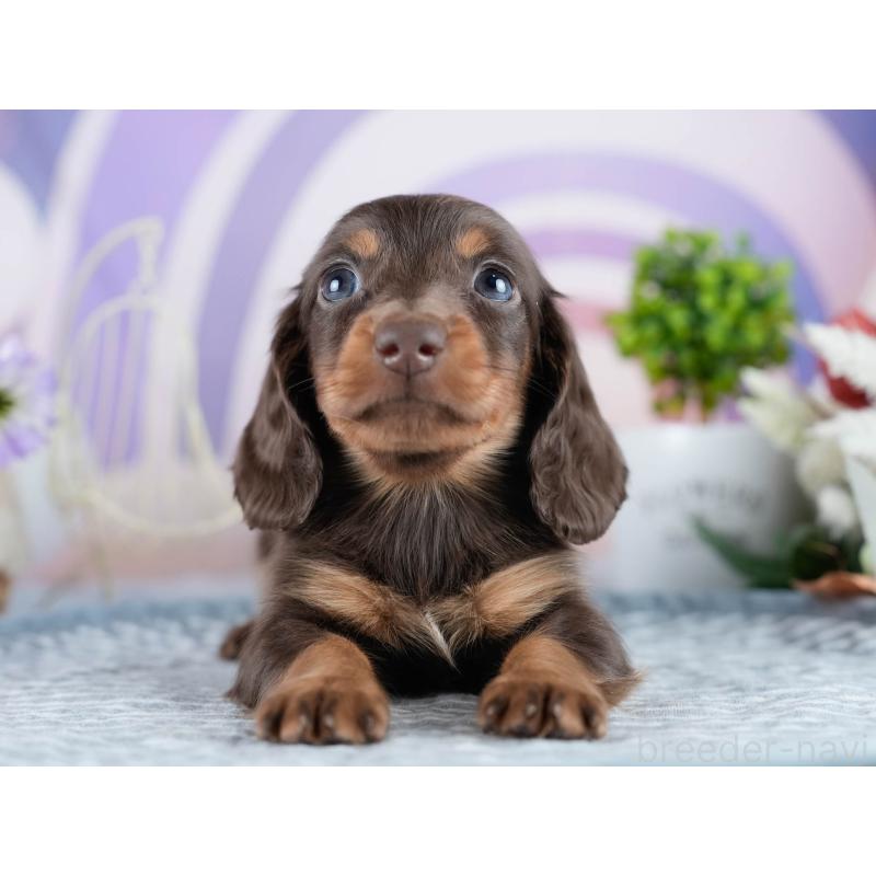 販売中の茨城県のミニチュアダックスフンド(ロングヘアード)-434823の5枚目
