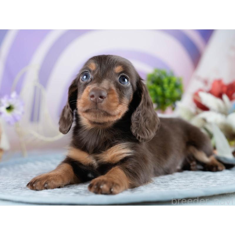 販売中の茨城県のミニチュアダックスフンド(ロングヘアード)-434823の4枚目