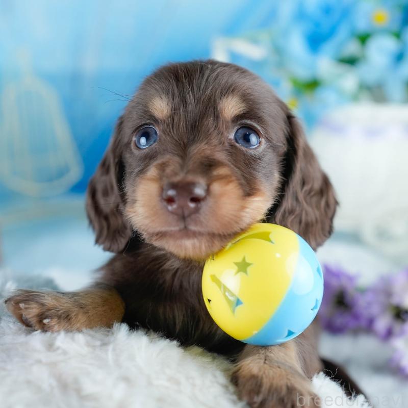 販売中の茨城県のミニチュアダックスフンド(ロングヘアード)-434819の9枚目