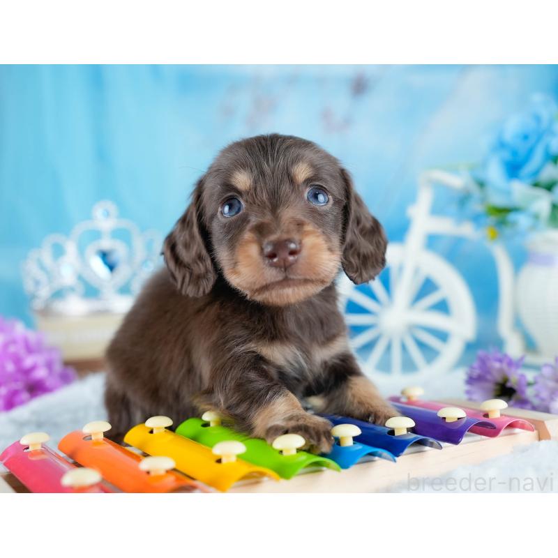 販売中の茨城県のミニチュアダックスフンド(ロングヘアード)-434819の7枚目