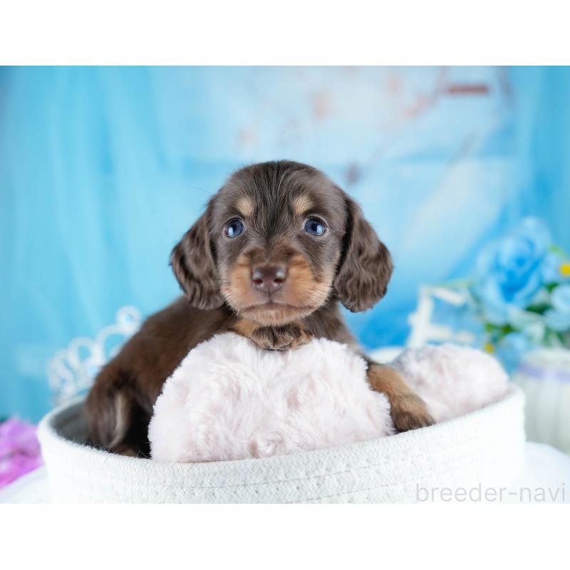 販売中の茨城県のミニチュアダックスフンド(ロングヘアード)-434819の6枚目