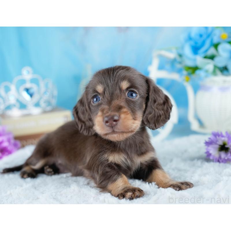 販売中の茨城県のミニチュアダックスフンド(ロングヘアード)-434819の5枚目