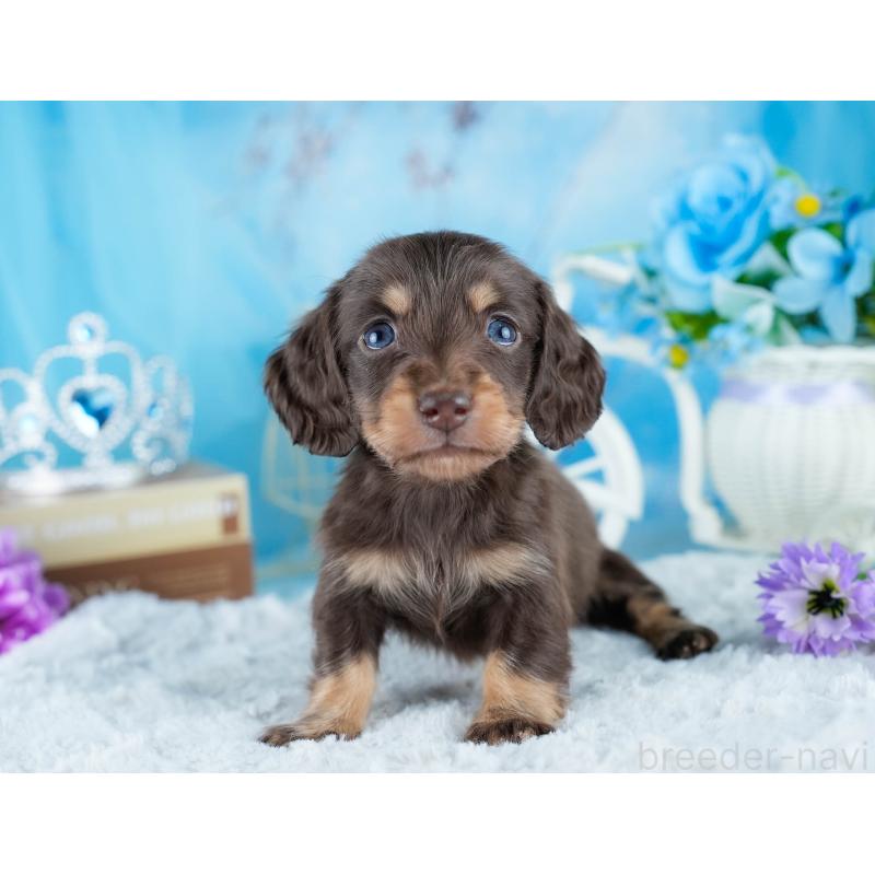 販売中の茨城県のミニチュアダックスフンド(ロングヘアード)-434819の4枚目