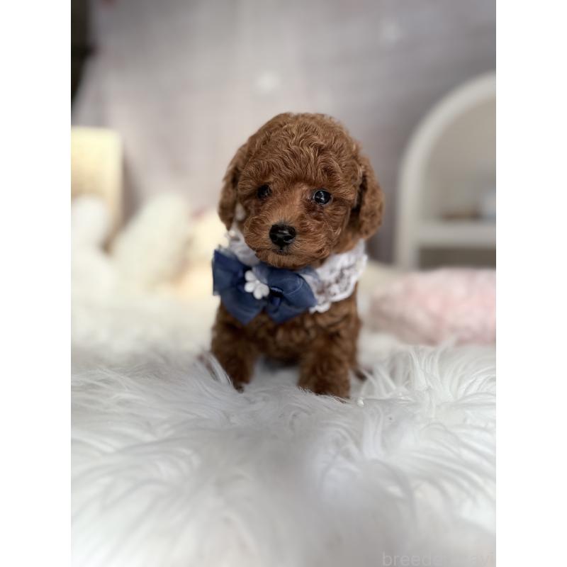 販売中の奈良県のタイニープードル-434642の6枚目
