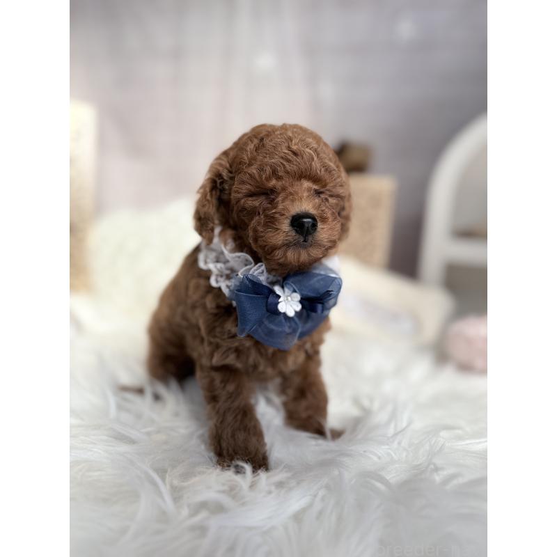 販売中の奈良県のタイニープードル-434642の5枚目