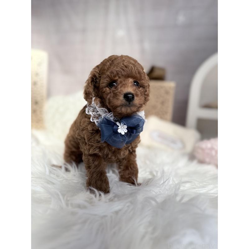 販売中の奈良県のタイニープードル-434642の4枚目