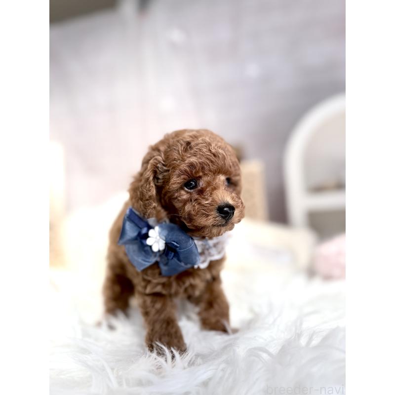 販売中の奈良県のタイニープードル-434642の3枚目