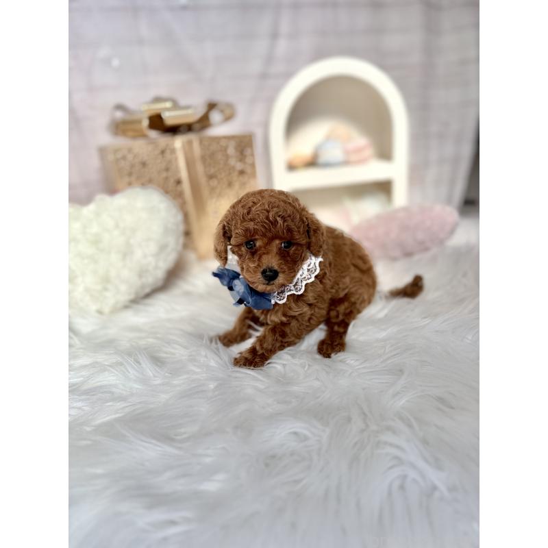 販売中の奈良県のタイニープードル-434642の2枚目