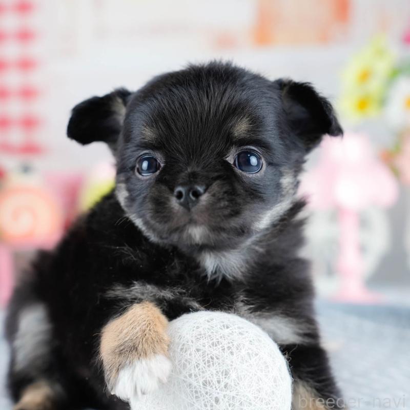 販売中ののチワワ(ロングコート)-434807