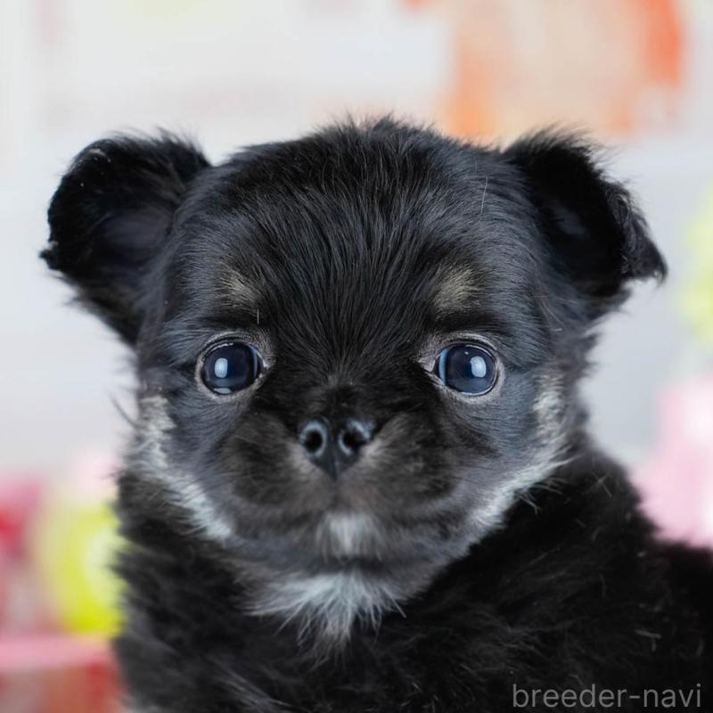 販売中の茨城県のチワワ(ロングコート)-434807の9枚目