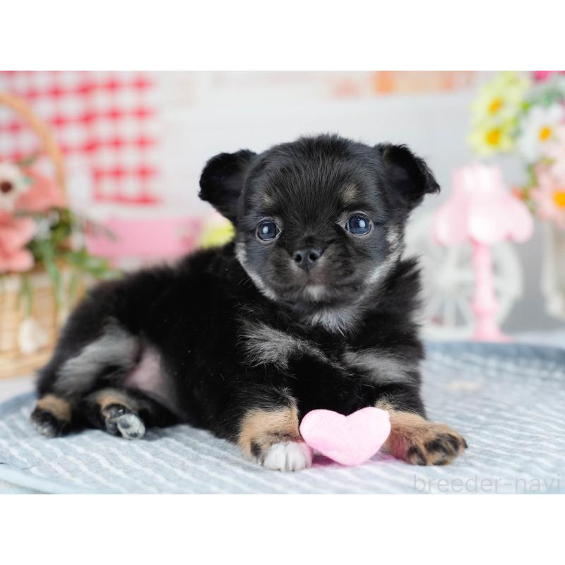 販売中の茨城県のチワワ(ロングコート)-434807の8枚目