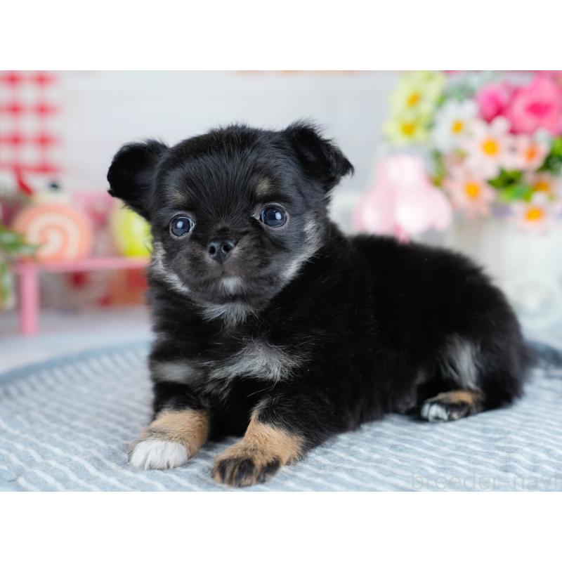 販売中の茨城県のチワワ(ロングコート)-434807の7枚目