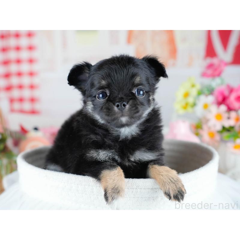 販売中の茨城県のチワワ(ロングコート)-434807の5枚目