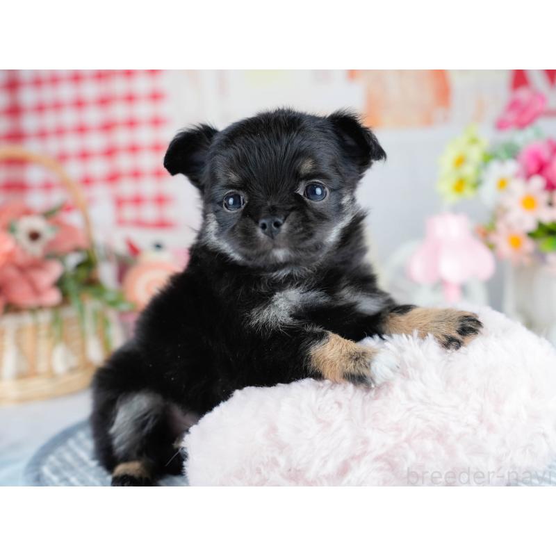 販売中の茨城県のチワワ(ロングコート)-434807の4枚目