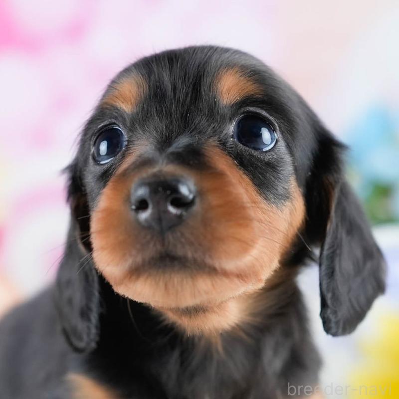 販売中の茨城県のミニチュアダックスフンド(ロングヘアード)-434798の1枚目