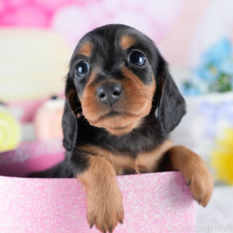 販売中の茨城県のミニチュアダックスフンド(ロングヘアード)-434798の9枚目