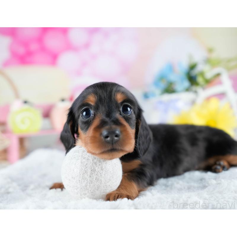 販売中の茨城県のミニチュアダックスフンド(ロングヘアード)-434798の8枚目