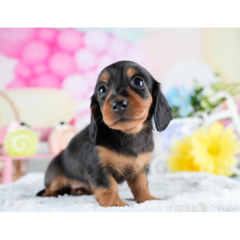 販売中の茨城県のミニチュアダックスフンド(ロングヘアード)-434798の7枚目