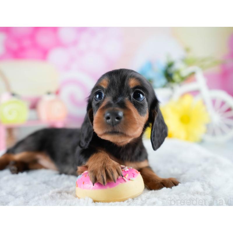 販売中の茨城県のミニチュアダックスフンド(ロングヘアード)-434798の5枚目