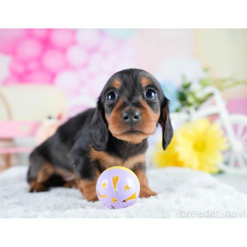 販売中の茨城県のミニチュアダックスフンド(ロングヘアード)-434798の4枚目