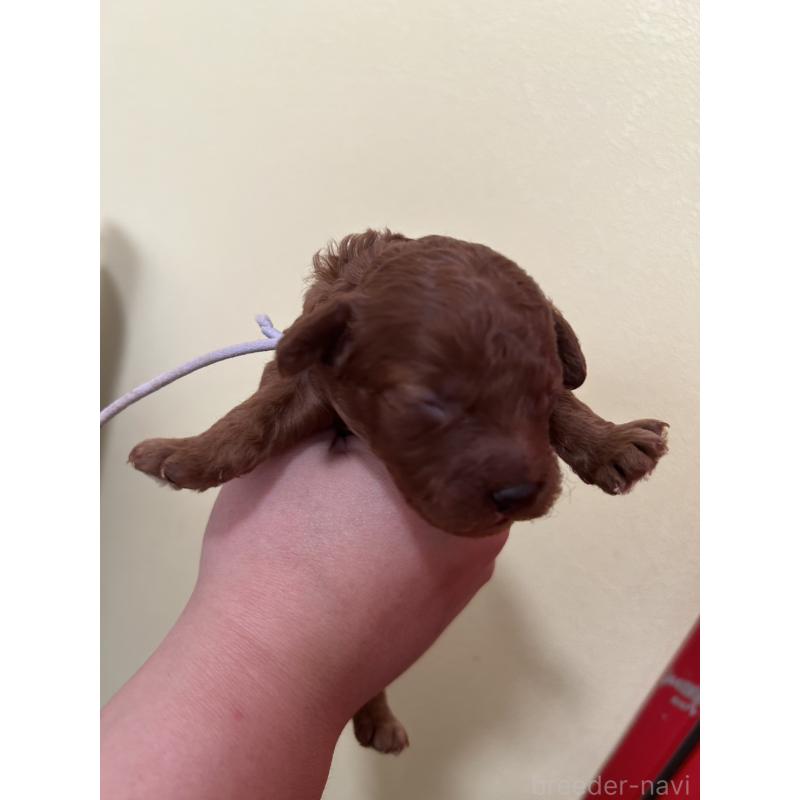 販売中の愛媛県のタイニープードル-434643の4枚目