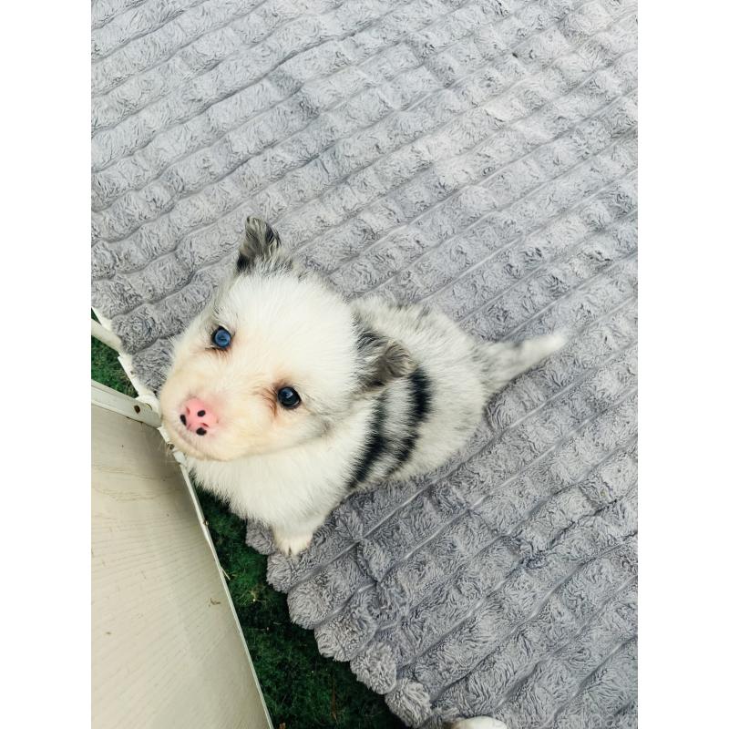 成約済の福岡県のボーダーコリー-433308の5枚目