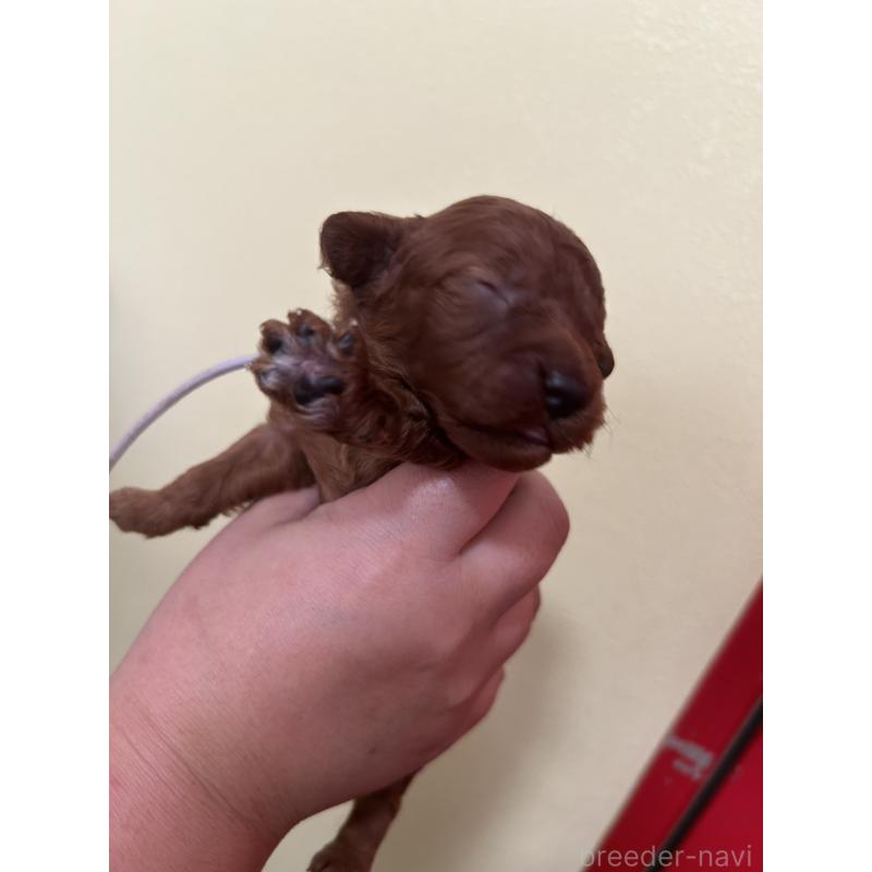 販売中の愛媛県のタイニープードル-434643の3枚目