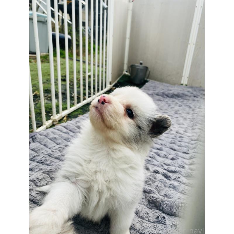 成約済の福岡県のボーダーコリー-433308の4枚目