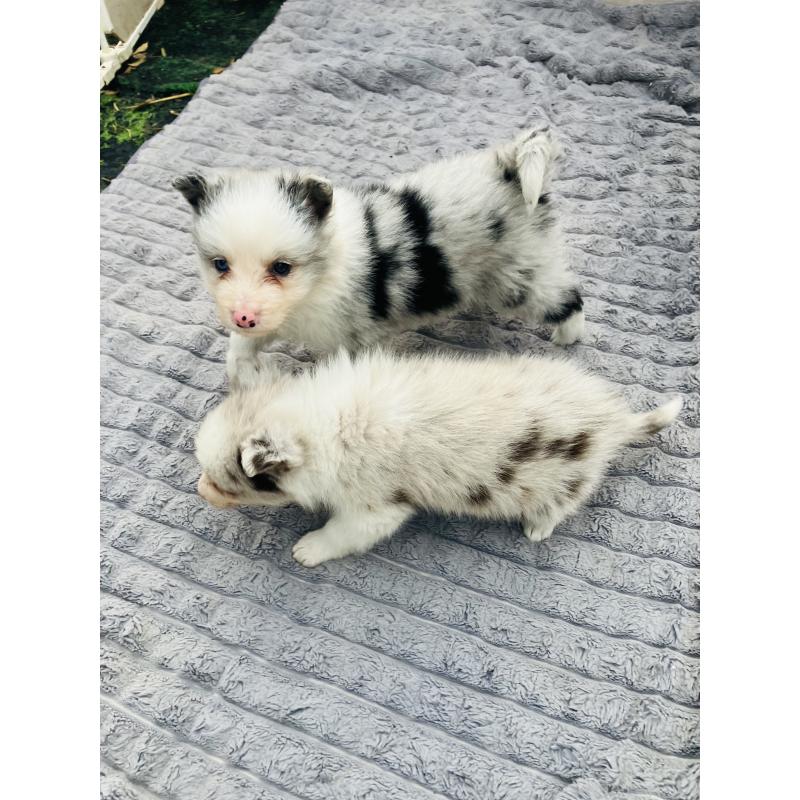 成約済の福岡県のボーダーコリー-433308の3枚目