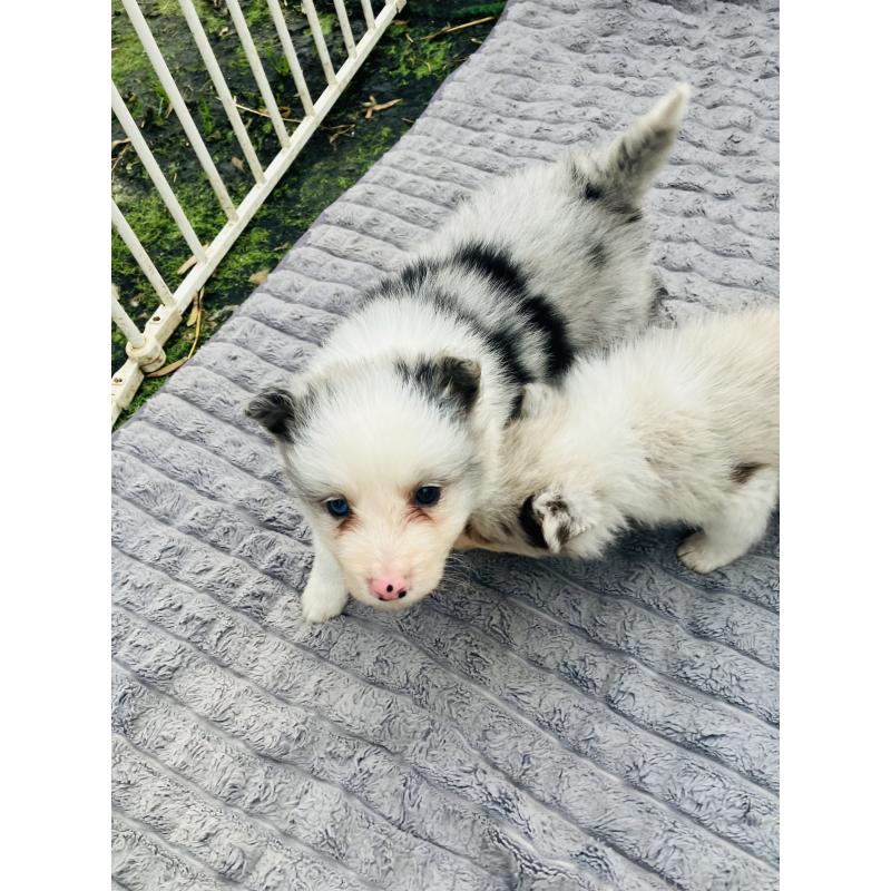 成約済の福岡県のボーダーコリー-433308の2枚目