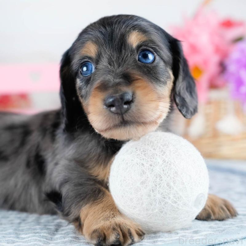 販売中の茨城県のミニチュアダックスフンド(ロングヘアード)-434795の1枚目