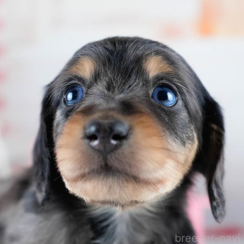 販売中の茨城県のミニチュアダックスフンド(ロングヘアード)-434795の9枚目