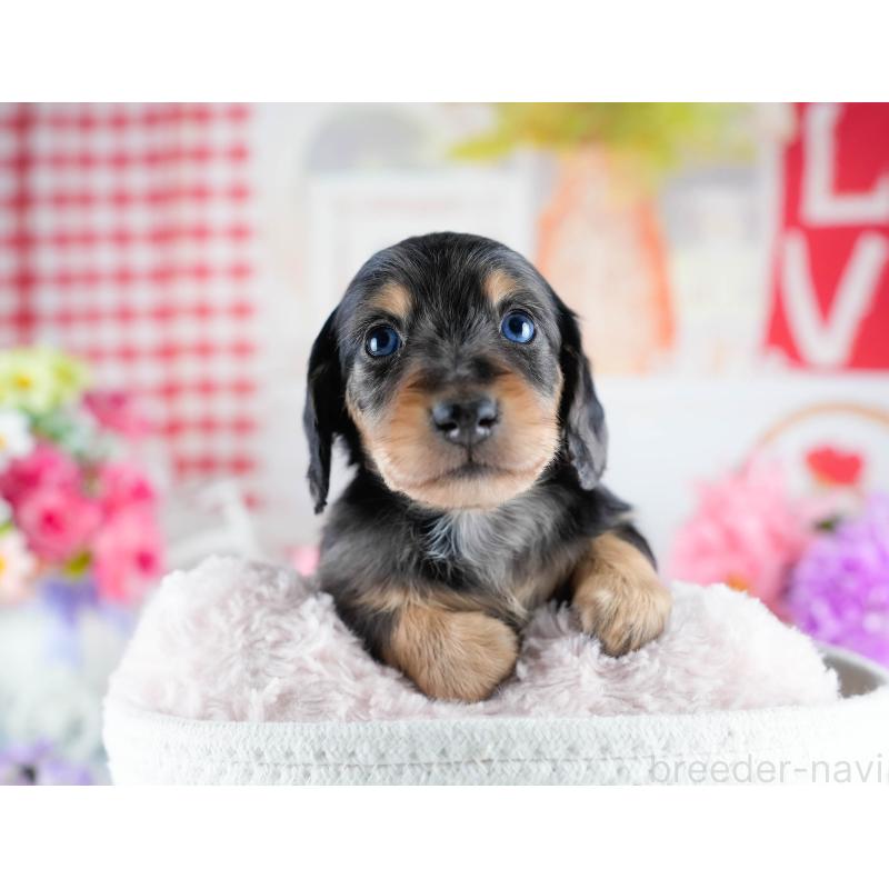 販売中の茨城県のミニチュアダックスフンド(ロングヘアード)-434795の8枚目