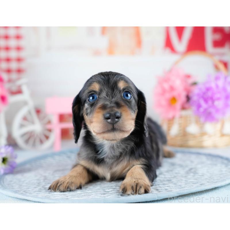 販売中の茨城県のミニチュアダックスフンド(ロングヘアード)-434795の5枚目