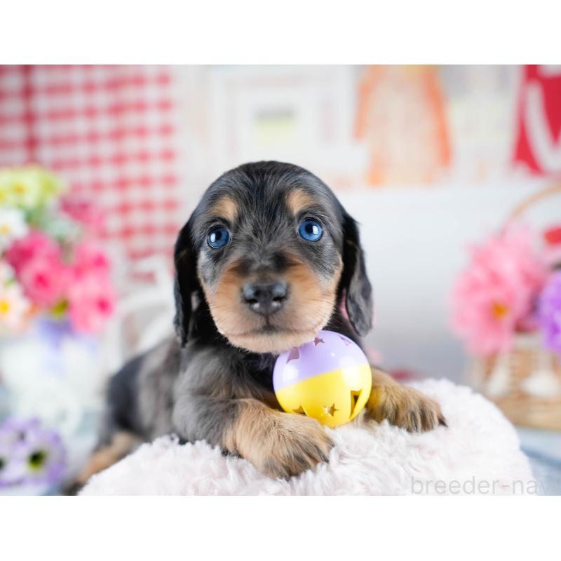 販売中の茨城県のミニチュアダックスフンド(ロングヘアード)-434795の4枚目