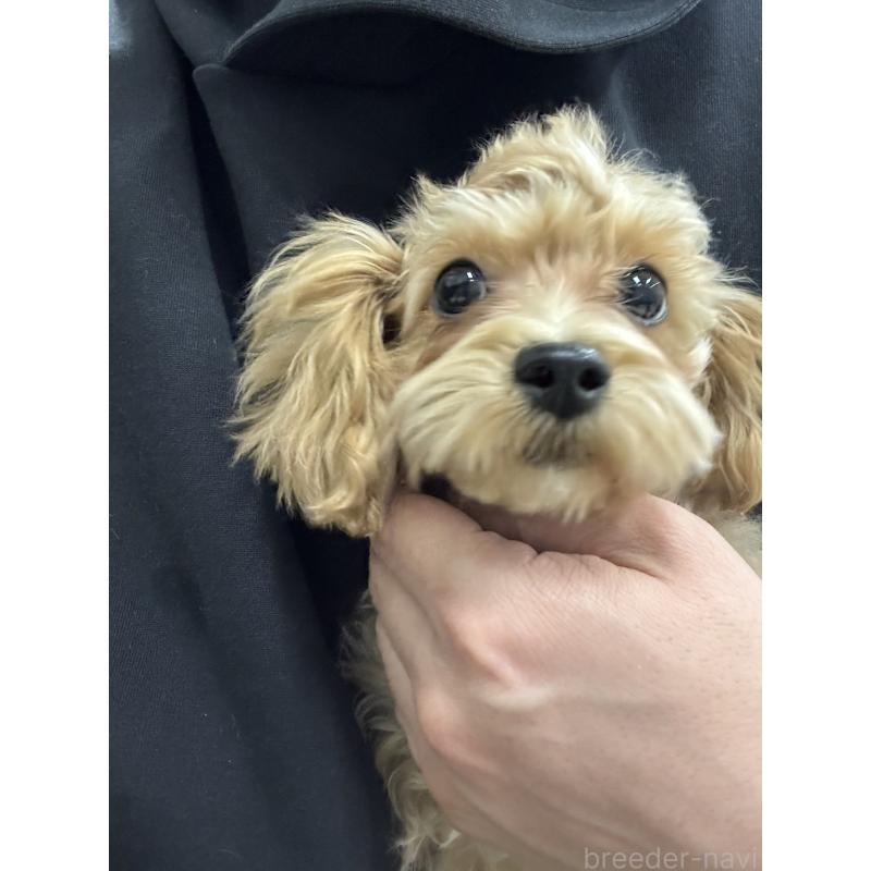 成約済の埼玉県のマルプー:マルチーズ×トイプードル-419109の4枚目