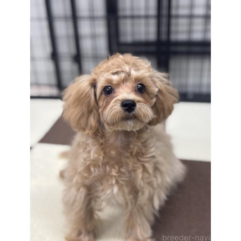 成約済の埼玉県のマルプー:マルチーズ×トイプードル-419109の3枚目