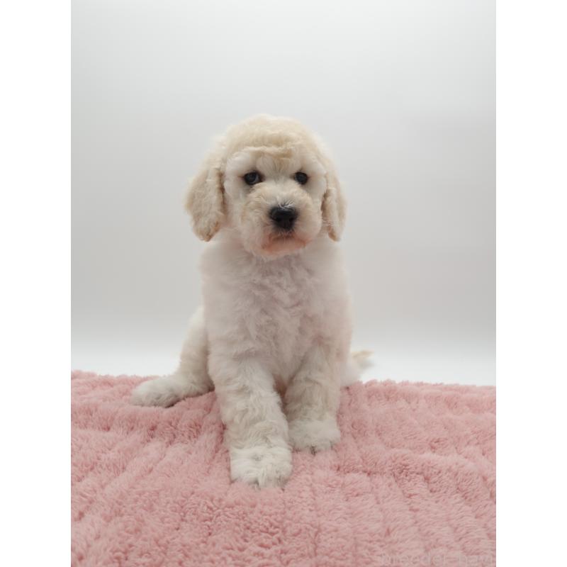 販売中の群馬県のスタンダードプードル-427488の4枚目