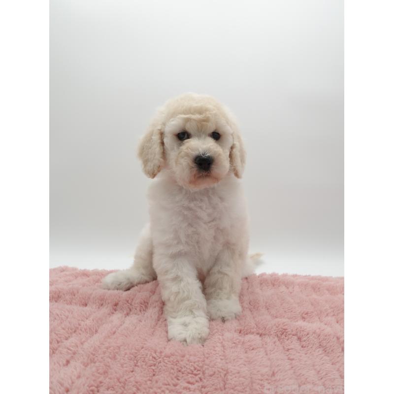 販売中の群馬県のスタンダードプードル-427488の3枚目