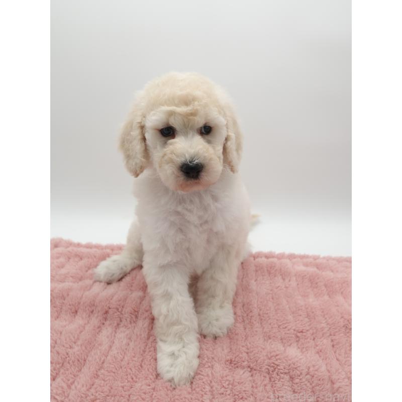 販売中の群馬県のスタンダードプードル-427488の2枚目