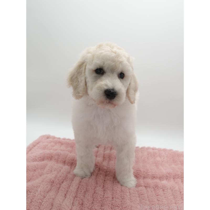 販売中の群馬県のスタンダードプードル-427487の4枚目