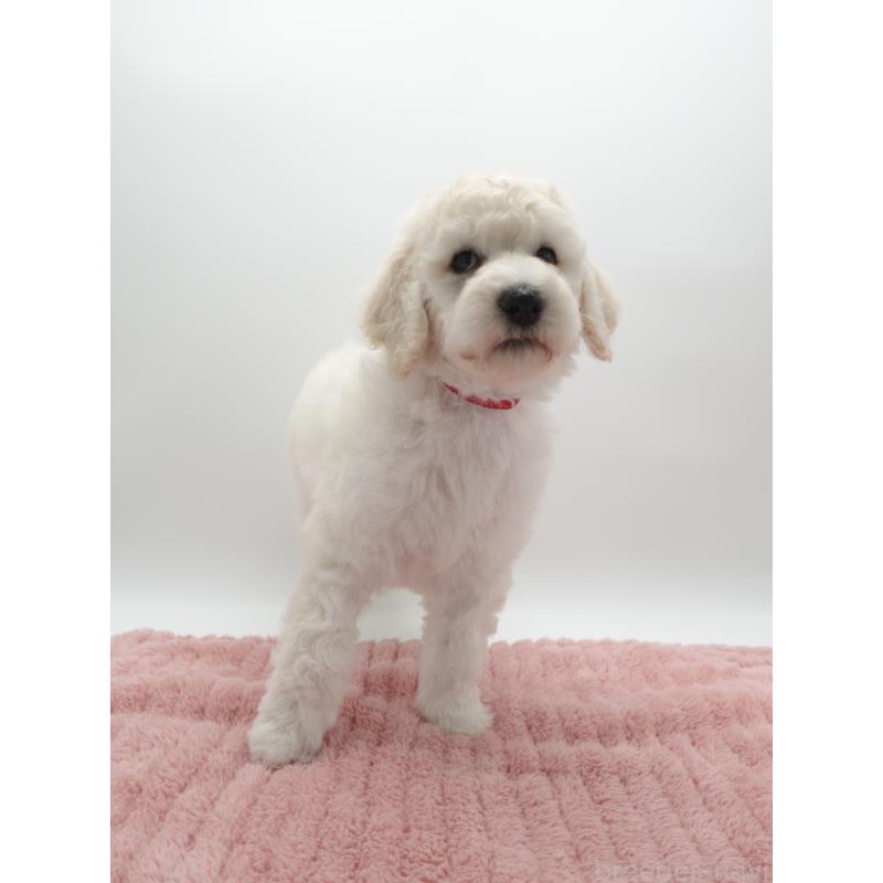 販売中の群馬県のスタンダードプードル-427487の3枚目