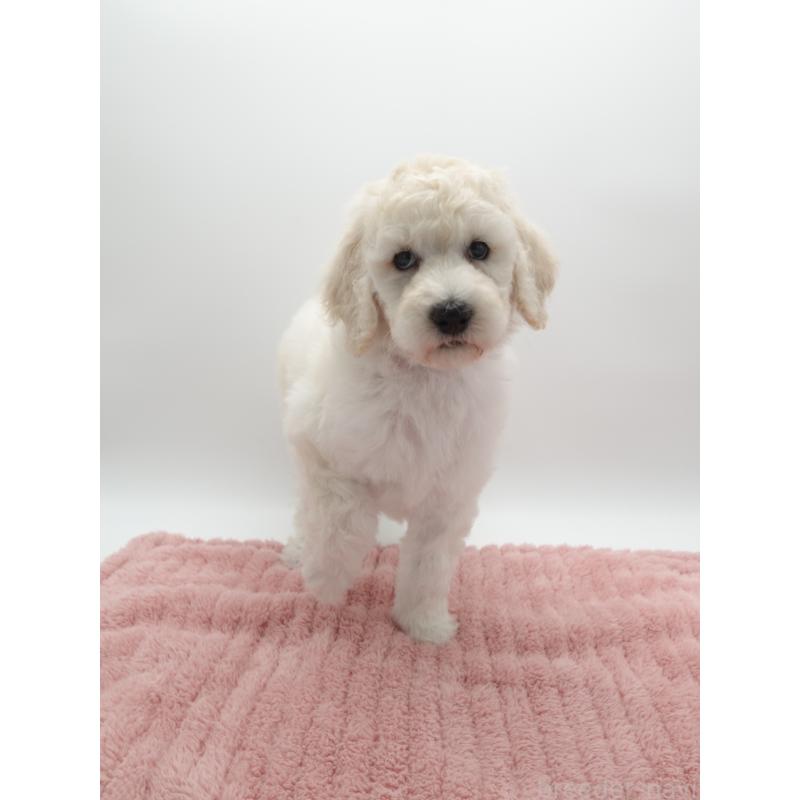 販売中の群馬県のスタンダードプードル-427487の2枚目