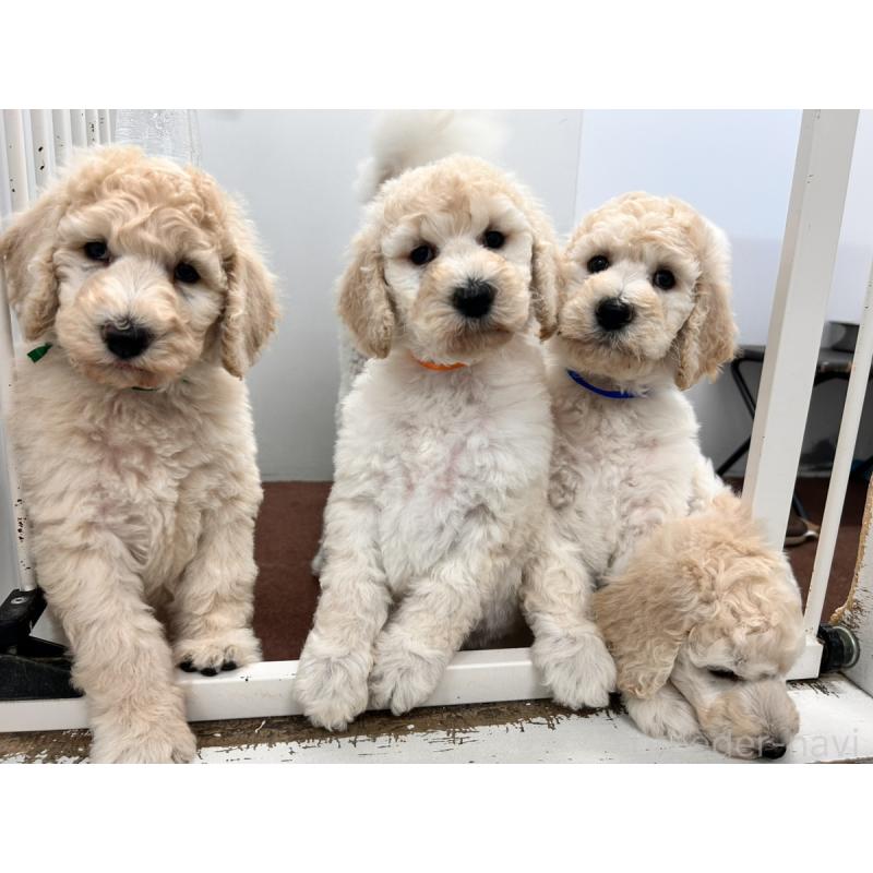 販売中の群馬県のスタンダードプードル-427484の6枚目